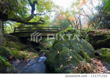 Autumn leaves at Shiramizu Falls (Taketa City, Oita Prefecture) 131771103