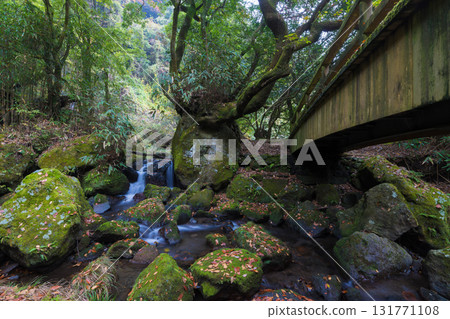 白水瀑布的紅葉（大分縣竹田市） 131771108