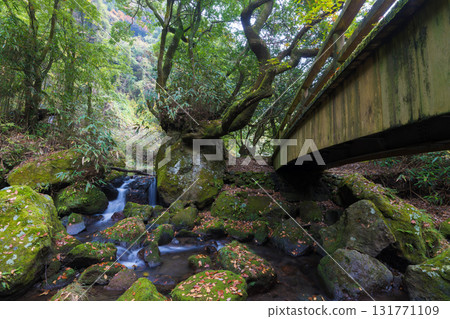 白水瀑布的紅葉（大分縣竹田市） 131771109
