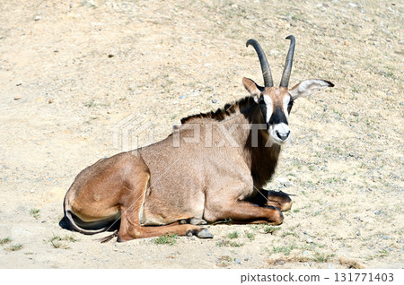 Roan antelope sitting on the ground 131771403