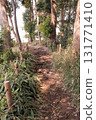 林間小路 131771410