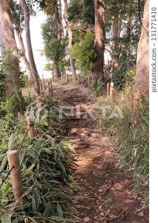Forest path Forest path 131771410
