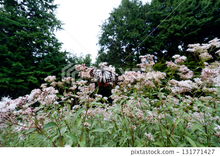 Chestnut tiger sucking the nectar of the flower of Fujibakama Chestnut tiger sucking the nectar of the flower of Fujibakama 131771427