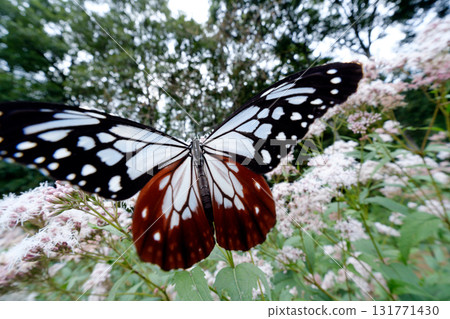 Chestnut tiger sucking the nectar of the flower of Fujibakama 131771430