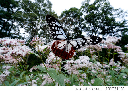 Chestnut tiger sucking the nectar of the flower of Fujibakama 131771431