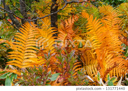Shining forest Shining forest 131771440