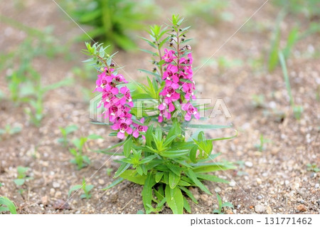Cute angelonia flowers Cute angelonia flowers 131771462