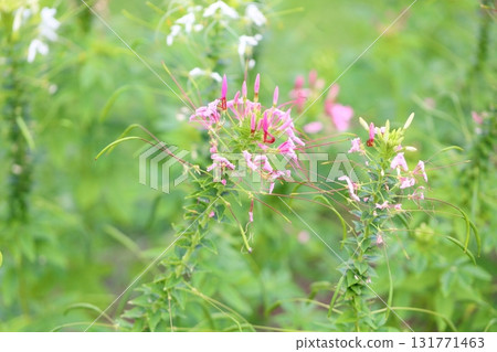 Refreshing Cleome flowers Refreshing Cleome flowers 131771463