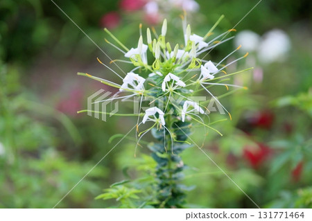 Refreshing Cleome flowers Refreshing Cleome flowers 131771464