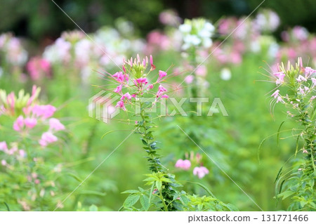 Refreshing Cleome flowers Refreshing Cleome flowers 131771466