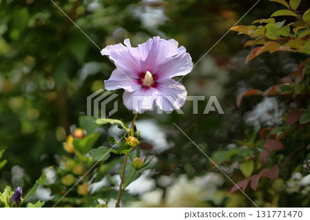 木庫格清爽花 131771470