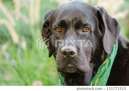 Black Labrador Retriever dog outdoors in the garden. Pet, dog. Black Labrador Retriever dog outdoors in the garden. Pet, dog. 131771523