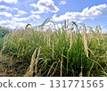 Autumn blue sky and rice ears 131771565