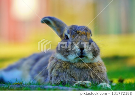 Rabbit  131772198