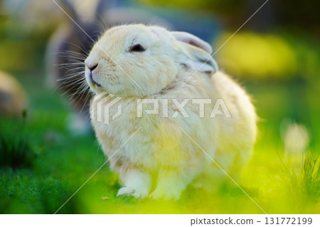 Rabbit  131772199