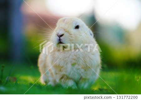 一隻兔子 131772200