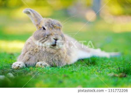 一隻兔子 131772206