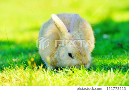 一隻兔子 131772213