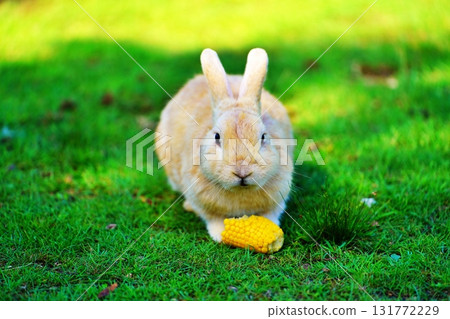 Rabbit Rabbit 131772229