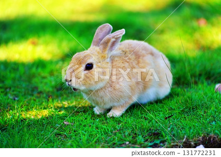 Rabbit Rabbit 131772231
