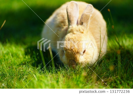 Rabbit  131772236