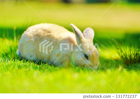 Rabbit  131772237