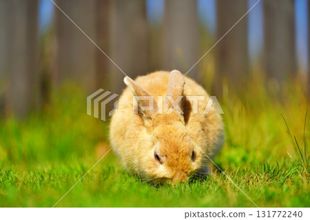 一隻兔子 一隻兔子 131772240