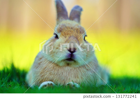 Rabbit Rabbit 131772241