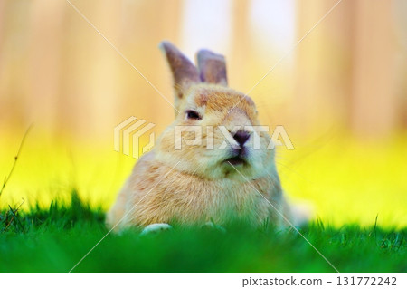 Rabbit Rabbit 131772242
