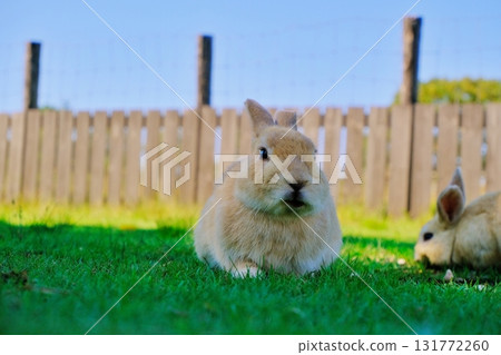 Rabbit  131772260