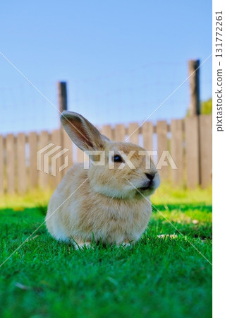 Rabbit  Rabbit  131772261