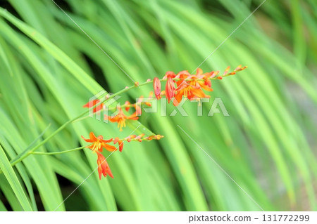 鮮豔的萱草花 鮮豔的萱草花 131772299