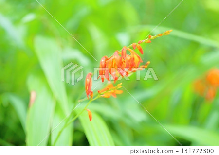 Vivid daylily flowers 131772300