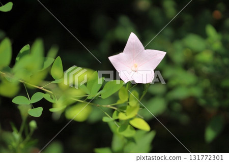 七種秋季草本植物:白風鈴草 七種秋季草本植物:白風鈴草 131772301