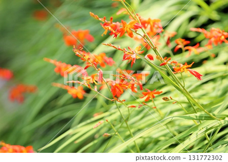 Vivid daylily flowers Vivid daylily flowers 131772302