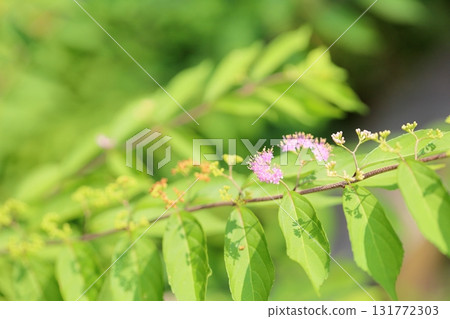 可愛的紫色茉莉花 131772303