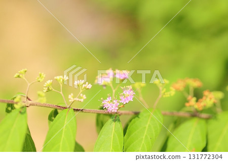可愛的紫色茉莉花 131772304