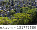 cemetery, cemetery, grave 131772580
