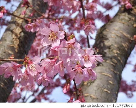 玄鳳鸚鵡① 131772662