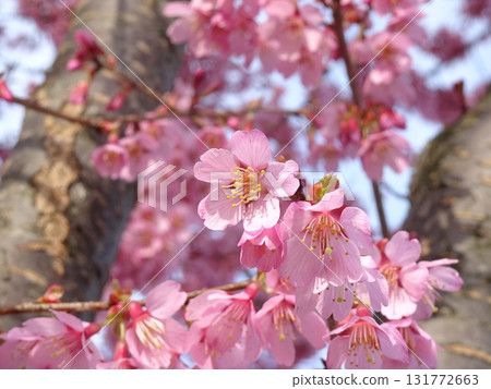 玄鳳鸚鵡② 131772663