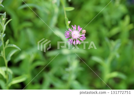 Kenta Urea Yasea's Flower 131772751