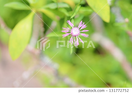 Kenta Urea Yasea's Flower Kenta Urea Yasea's Flower 131772752