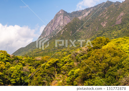 新綠與藍天，世界自然遺產－屋久島莫喬莫山 131772878