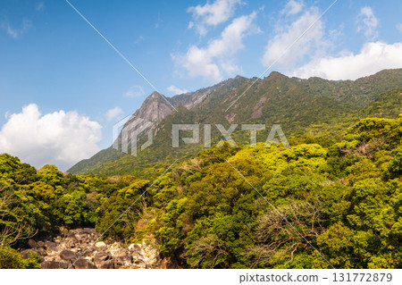 Fresh green leaves and blue sky, Mt. Mochomu, a World Natural Heritage Site, Yakushima 131772879