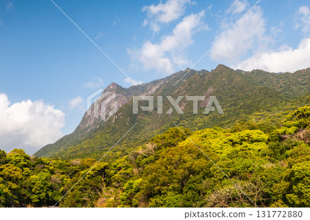 Fresh green leaves and blue sky, Mt. Mochomu, a World Natural Heritage Site, Yakushima Fresh green leaves and blue sky, Mt. Mochomu, a World Natural Heritage Site, Yakushima 131772880