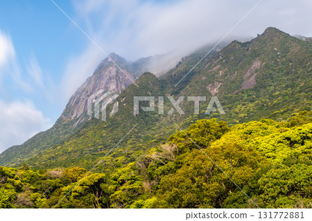 Yakushima Island: Fresh green leaves and Mt. Motchom (Spring) Yakushima Island: Fresh green leaves and Mt. Motchom (Spring) 131772881