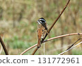白喉雀 野生鳥類 賞鳥 131772961