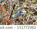 藍脅霸鶲、野生鳥類、賞鳥 131772962