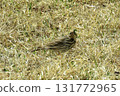 橄欖背知更鳥、野鳥、賞鳥 131772965