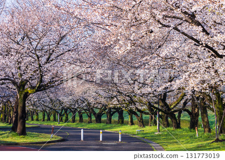 小江戶川越的春天:櫻花名勝“川越水上公園” 小江戶川越的春天:櫻花名勝“川越水上公園” 131773019